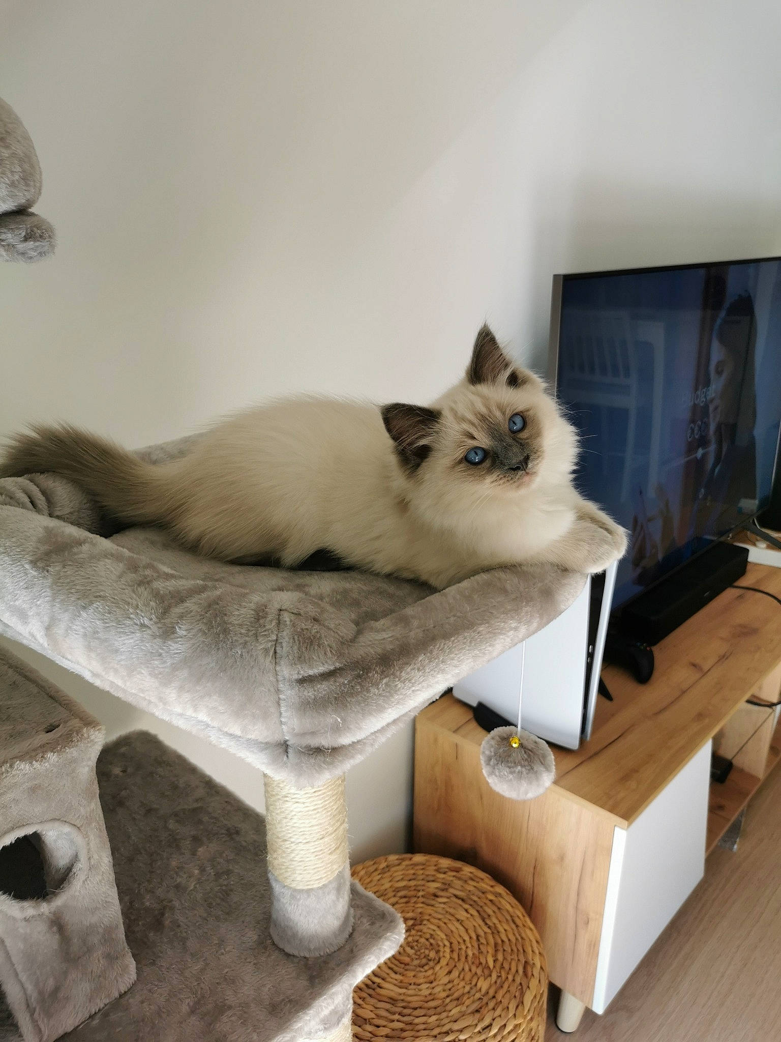 Sumo a rejoint le concours — aidez-le/la à gagner de superbes lots ! birman, carnivore, cat, cat_supply, comfort, couch, fawn, felidae, fur, furniture, hardwood, plant, room, siamese, small_to_medium_sized_cats, table, tail, television, whiskers, wood