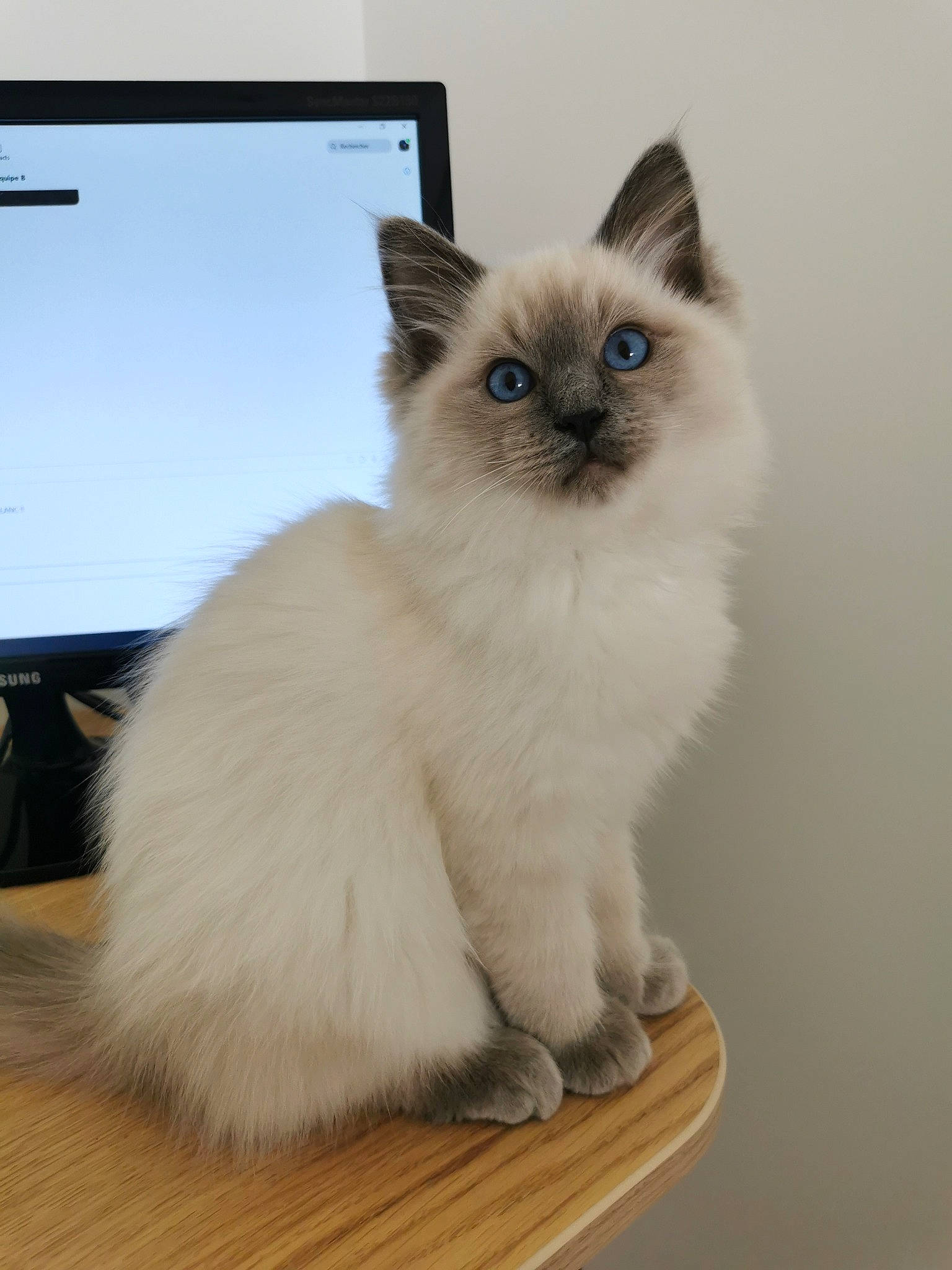 Sumo a rejoint le concours — aidez-le/la à gagner de superbes lots ! balinese, birman, carnivore, cat, computer_keyboard, fawn, felidae, fur, hardwood, iris, peripheral, personal_computer, ragdoll, siamese, small_to_medium_sized_cats, snout, tail, thai, tonkinese, whiskers