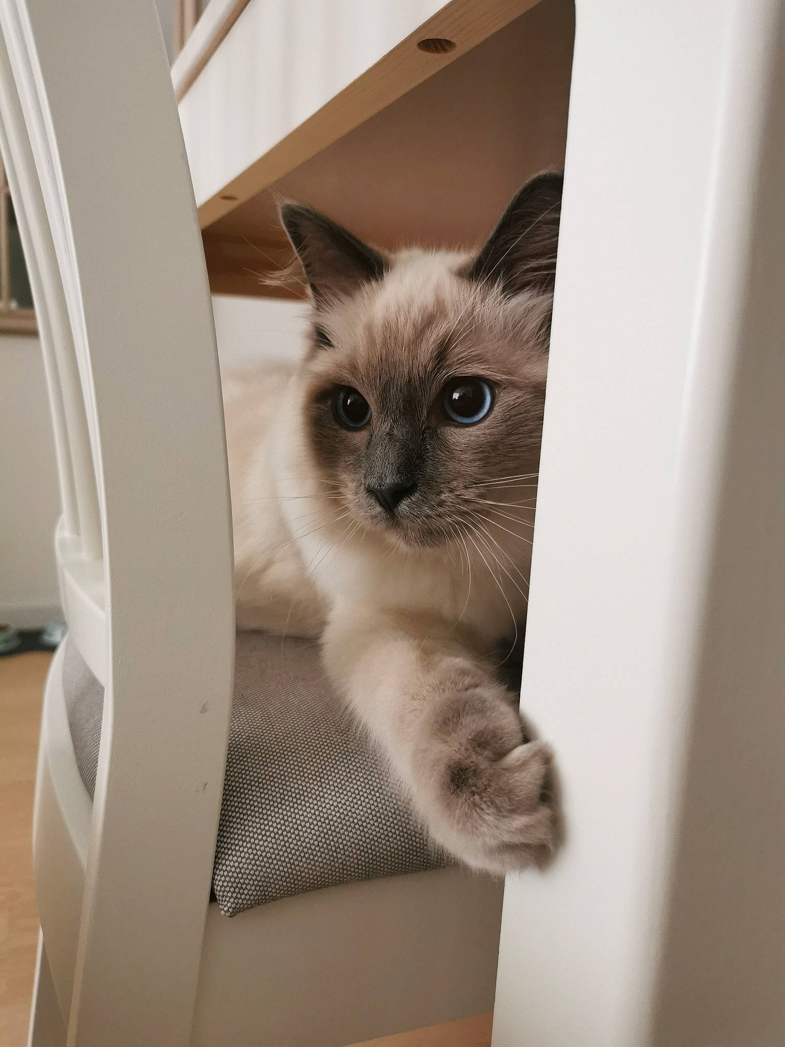 Sumo participe au concours pour gagner de l'argent avec cette photo : balinese, birman, box, carnivore, cat, domestic_short_haired_cat, fawn, felidae, fixture, flooring, fur, iris, paper_product, siamese, small_to_medium_sized_cats, snout, tail, thai, whiskers, wood