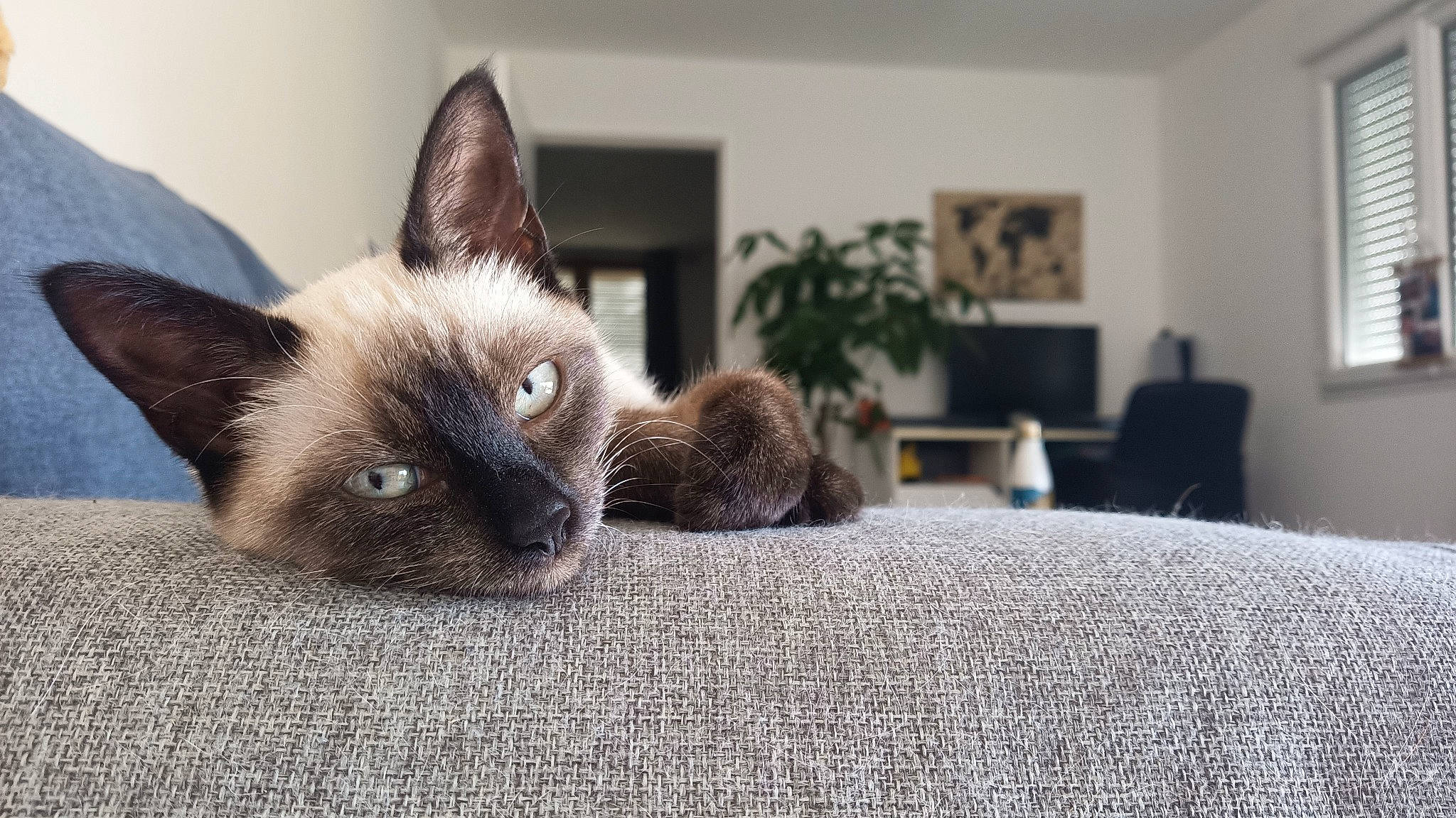 Courtenay participe au concours pour gagner de l'argent avec cette photo : balinese, carnivore, cat, comfort, domestic_short_haired_cat, fawn, felidae, flooring, flowerpot, fur, grey, houseplant, living_room, picture_frame, plant, siamese, small_to_medium_sized_cats, snout, tail, whiskers