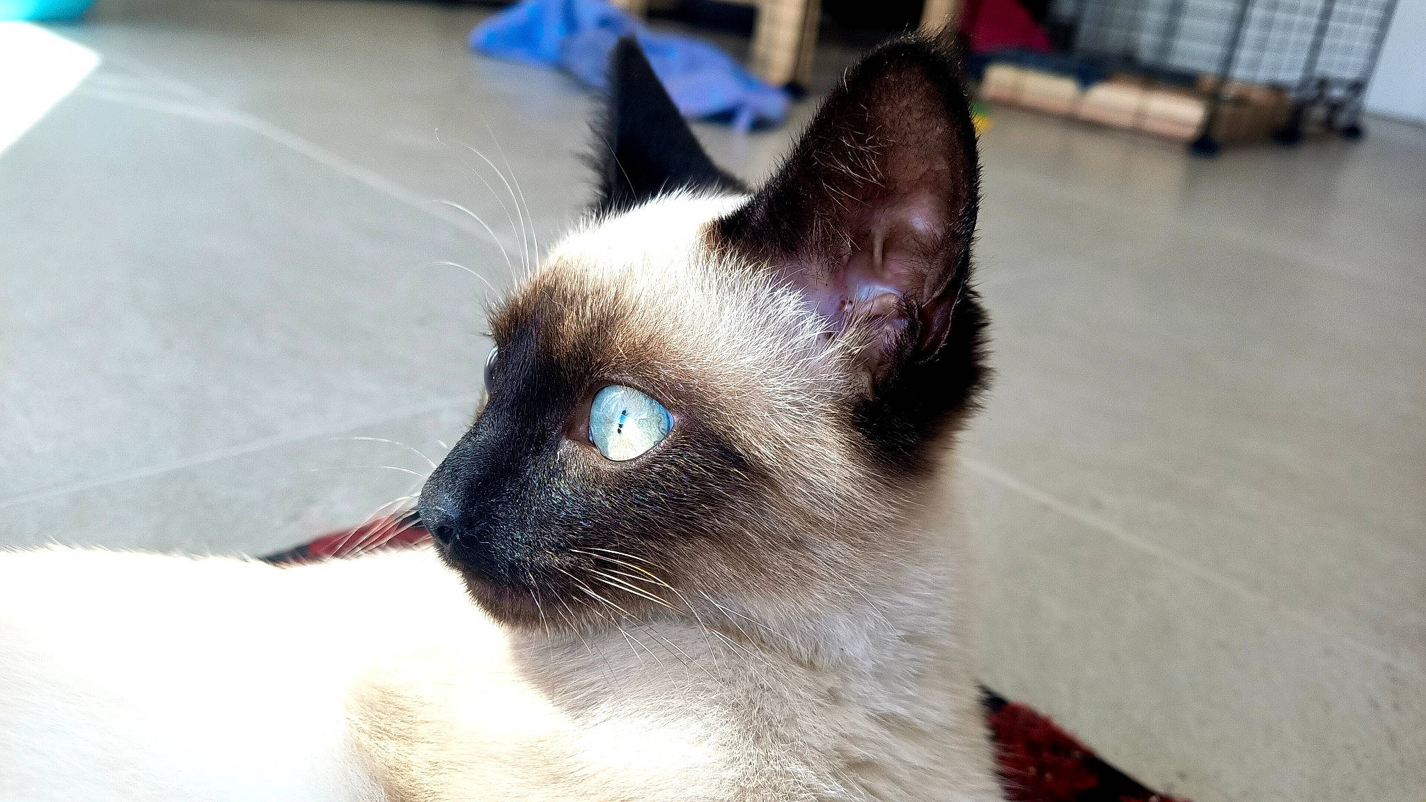 Courtenay participe au concours pour gagner de l'argent avec cette photo : balinese, carnivore, cat, electric_blue, felidae, fur, siamese, small_to_medium_sized_cats, snout, terrestrial_animal, whiskers