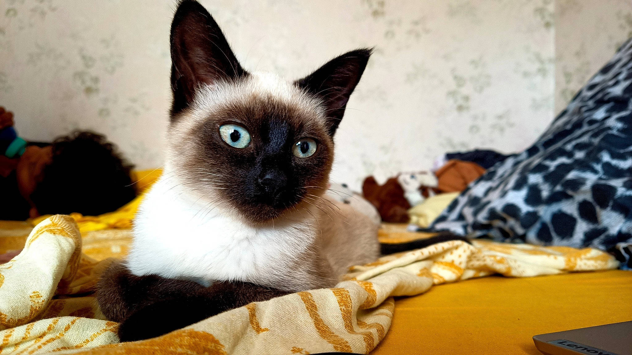 Courtenay a rejoint le concours — aidez-le/la à gagner de superbes lots ! carnivore, cat, close_up, comfort, fawn, felidae, fur, iris, siamese, small_to_medium_sized_cats, snout, terrestrial_animal, whiskers