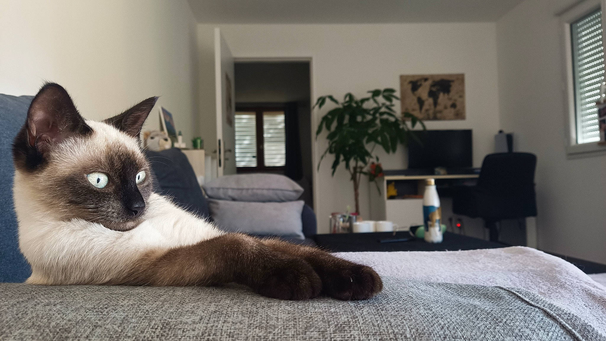 Courtenay a rejoint le concours — aidez-le/la à gagner de superbes lots ! balinese, carnivore, cat, comfort, domestic_short_haired_cat, felidae, flooring, fur, houseplant, linens, picture_frame, plant, room, siamese, small_to_medium_sized_cats, snout, tail, thai, whiskers, window