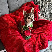 Mischa is registered to the contest to win money with this photo: animal, comfort, companion, cozy, curious, cute, dog, ears, fabric, fur, grey_couch, holiday, home, indoor, looking_up, pet, plush, red_blanket, scarf, small_dog