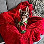 animal, comfort, companion, cozy, curious, cute, dog, ears, fabric, fur, grey_couch, holiday, home, indoor, looking_up, pet, plush, red_blanket, scarf, small_dog