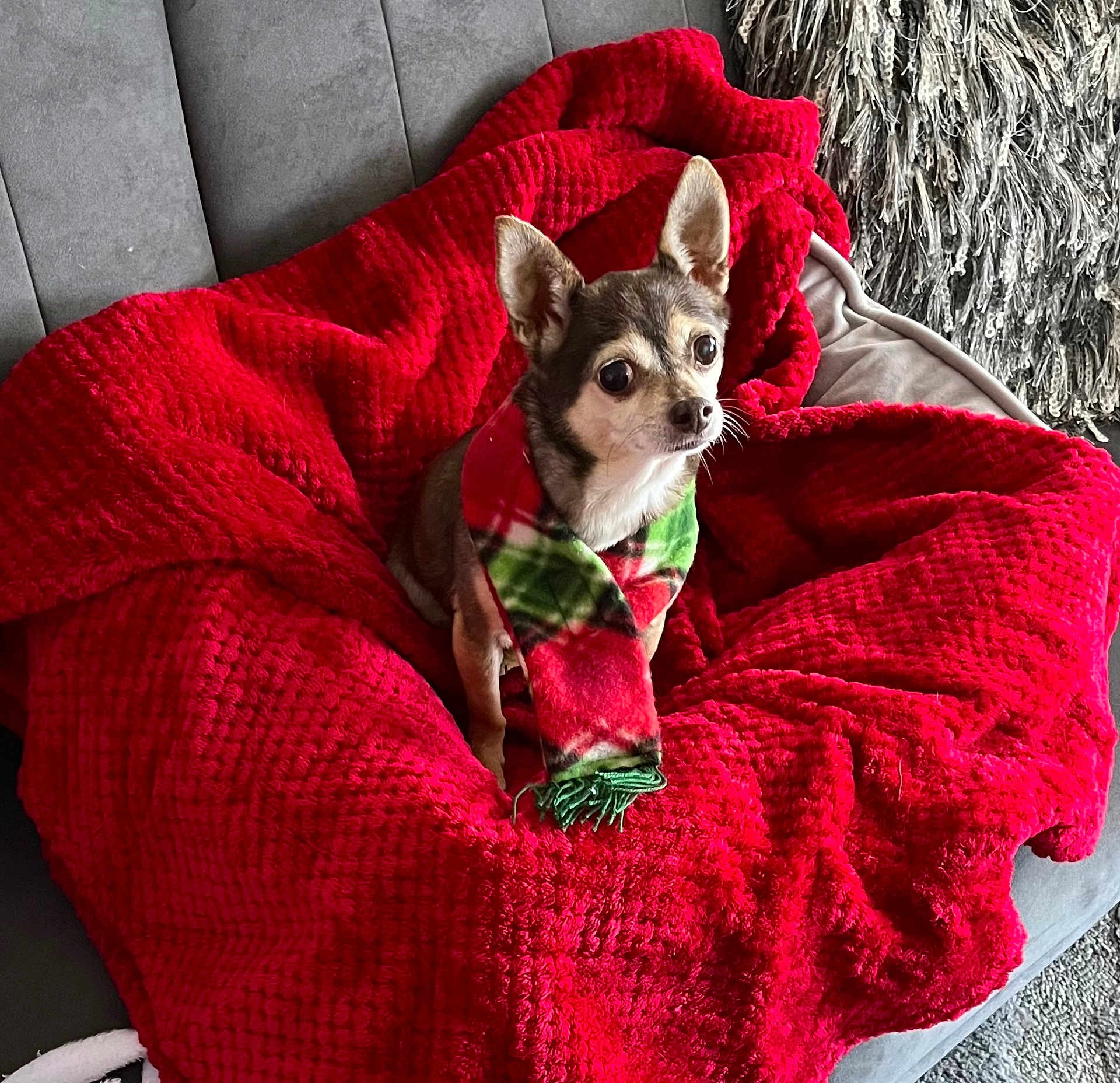 Mischa is registered to the contest to win money with this photo: animal, comfort, companion, cozy, curious, cute, dog, ears, fabric, fur, grey_couch, holiday, home, indoor, looking_up, pet, plush, red_blanket, scarf, small_dog