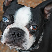 Buddy is registered to the contest to win money with this photo: animal, background_blur, black_and_white, blue_eye, brown_eye, canine, close_up, collar, curious, dog, ears, face, fur, heterochromia, looking_up, nose, outdoor, pet, portrait, whiskers