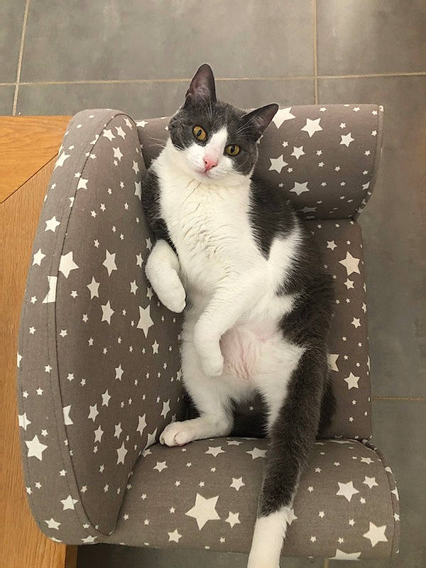 Abby participe au concours pour gagner de l'argent avec cette photo : carnivore, cat, cat_furniture, cat_supply, comfort, felidae, foot, fur, pet_supply, polka_dot, small_to_medium_sized_cats, tail, vertebrate, whiskers