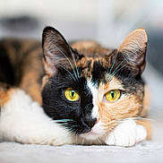 Poppy is registered to the contest to win money with this photo: cat, calico, close_up, yellow_eyes, whiskers, paw, resting, fur, pet, animal, cute, indoor, portrait, feline, sleepy, soft_focus, ears, face, muzzle
