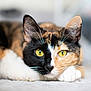cat, calico, close_up, yellow_eyes, whiskers, paw, resting, fur, pet, animal, cute, indoor, portrait, feline, sleepy, soft_focus, ears, face, muzzle