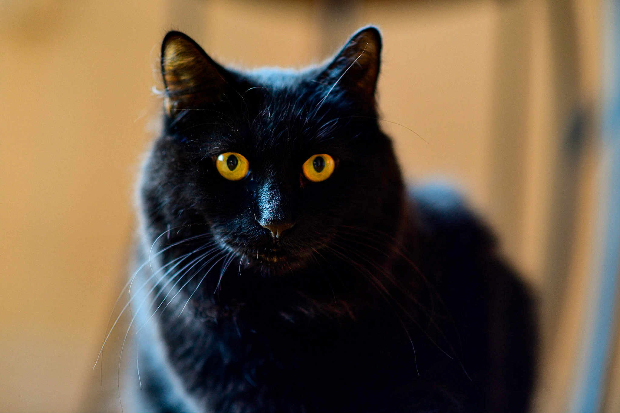 Odin