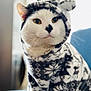 animal, black_markings, blue_surface, cat, closeup, cozy, cute, ears, feline, hoodie, indoors, patterned_fabric, pet, playful, sitting, snowman_emoji, soft_focus, whiskers, white_cat, winter_clothing