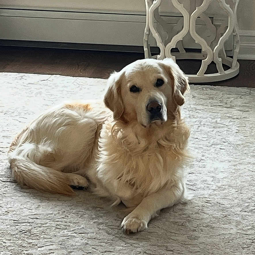 Max is registered to the contest to win money with this photo: animal, calm, carpet, cozy, cute, dog, fur, furniture, golden_retriever, home, indoor, living_room, looking, lying_down, pet, portrait, relaxed, rug, side_table, wooden_floor