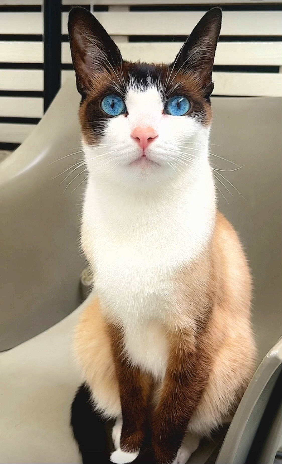 Kato