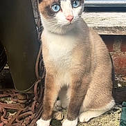 Kato is registered to the contest to win money with this photo: cat, blue_eyes, sitting, outdoor, stone_surface, metalwork, rustic, wood, fur, animal, pet, alert, curious, nature, daylight, mammal, whiskers, ears, paws, close_up