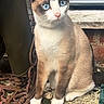 cat, blue_eyes, sitting, outdoor, stone_surface, metalwork, rustic, wood, fur, animal, pet, alert, curious, nature, daylight, mammal, whiskers, ears, paws, close_up