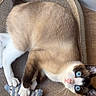 cat, blue_eyes, toy, knitted_fish, woven_mat, indoor, pet, fur, white_paws, brown_fur, relaxed, looking_up, whiskers, ears, pink_nose, floor, home, cute, animal, playful