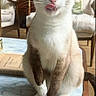Kato is registered to the contest to win money with this photo: cat, blue_eyes, tongue_out, marble_table, indoor, furniture, chair, cushion, living_room, pet, whiskers, animal, cute, sitting, domestic_animal, portrait, table, home, closeup, phone_screen