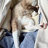 Kato is registered to the contest to win money with this photo: cat, animal, pet, relaxed, resting, cozy, blanket, fabric, hammock, indoor, cute, feline, paw, fur, comfort, patterned, white, brown, pink_paw, sleepy