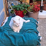 Gabi a rejoint le concours — aidez-le/la à gagner de superbes lots ! cat, white_cat, pet, animal, sleepy, relaxed, sitting, lounging, blanket, turquoise_blanket, balcony, garden, potted_plants, flowers, strawberries, tomatoes, terracotta_pots, outdoor, home, portrait