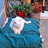 cat, white_cat, pet, animal, sleepy, relaxed, sitting, lounging, blanket, turquoise_blanket, balcony, garden, potted_plants, flowers, strawberries, tomatoes, terracotta_pots, outdoor, home, portrait
