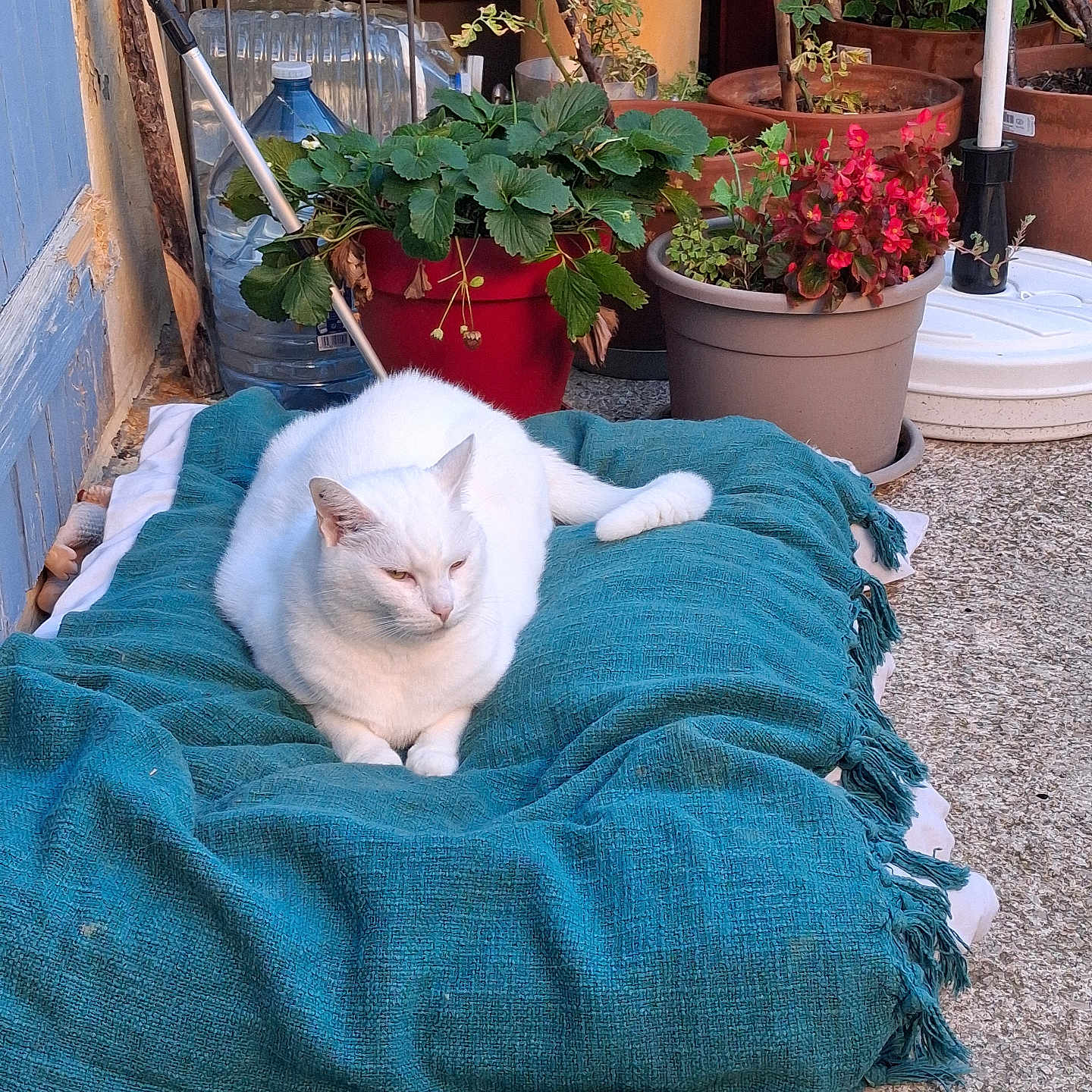 Gabi a rejoint le concours — aidez-le/la à gagner de superbes lots ! cat, white_cat, pet, animal, sleepy, relaxed, sitting, lounging, blanket, turquoise_blanket, balcony, garden, potted_plants, flowers, strawberries, tomatoes, terracotta_pots, outdoor, home, portrait