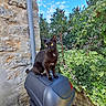 cat, black_cat, golden_eyes, animal, pet, sitting, outdoor, garden, greenery, leaves, stone_wall, fence, blue_sky, scooter, motorcycle, storage_box, portrait, alert, fluffy, nature