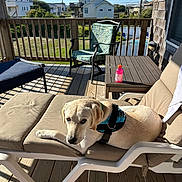 Arlo joined the competition — help win amazing prizes! dog, labrador, pet, lounging, chair, deck, outdoor, sunlight, cushion, table, drink_bottle, house, wooden_floor, fence, greenery, daytime, blue_sky, relaxation, summer, calm