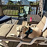 dog, labrador, pet, lounging, chair, deck, outdoor, sunlight, cushion, table, drink_bottle, house, wooden_floor, fence, greenery, daytime, blue_sky, relaxation, summer, calm