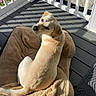 dog, pet, dog_bed, porch, wooden_floor, white_railings, sunlight, shadow, outdoor, greenery, flowers, curious, looking_back, canine, domestic_animal, resting, furry, animal, comfort, relaxation