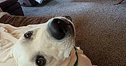 Arlo joined the competition — help win amazing prizes! dog, indoor, living_room, carpet, blanket, recliner, wood_paneling, stairs, furniture, pet, canine, collar, cozy, curious, brown, home, comfort, relaxed, looking_up, domestic