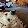dog, indoor, living_room, carpet, blanket, recliner, wood_paneling, stairs, furniture, pet, canine, collar, cozy, curious, brown, home, comfort, relaxed, looking_up, domestic