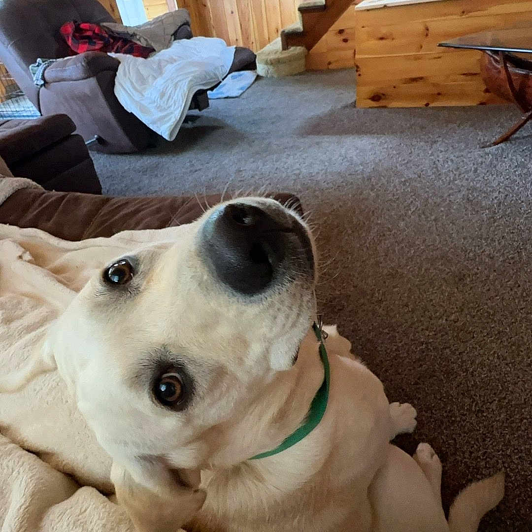 Arlo