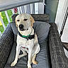 dog, labrador, pet, animal, canine, sitting, chair, porch, outdoor, cushion, wicker_furniture, collar, green_collar, relaxed, domestic_animal, furniture, white_dog, resting, house, daylight
