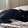 Bella participe au concours pour gagner de l'argent avec cette photo : alert, animal, bed, bedspread, black_cat, cat, cozy, domestic_cat, ears, feline, fur, indoor, natural_light, patterned_bedspread, pet, relaxing, resting, whiskers, window, yellow_eyes