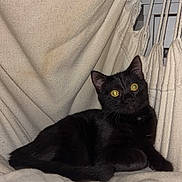 Bella participe au concours pour gagner de l'argent avec cette photo : animal, beige, black_cat, cat, cozy, cute, domestic_animal, ears, fabric, feline, fur, hammock_chair, indoor, looking_up, pet, relaxing, resting, texture, whiskers, yellow_eyes