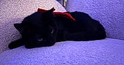 Bella a rejoint le concours — aidez-le/la à gagner de superbes lots ! animal, black_cat, bow, cat, closeup, couch, cozy, domestic_cat, fur, furniture, indoor, mammal, pet, purple, red_bow, relaxed, resting, sleepy, texture, whiskers