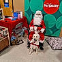 bag, chair, costume, dog, dog_bed, festive, floor, golden_retriever, holiday, indoor, leash, person, pet_store, rocking_chair, santa_claus_costume, shelf, sign, smiling_dog, table, toys