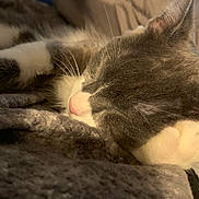 Ash is registered to the contest to win money with this photo: animal, blanket, calm, cat, close_up, comfort, cozy, fur, grey_cat, home, indoor, nose, paw, pet, relaxation, resting, sleeping, soft_texture, whiskers, white_cat