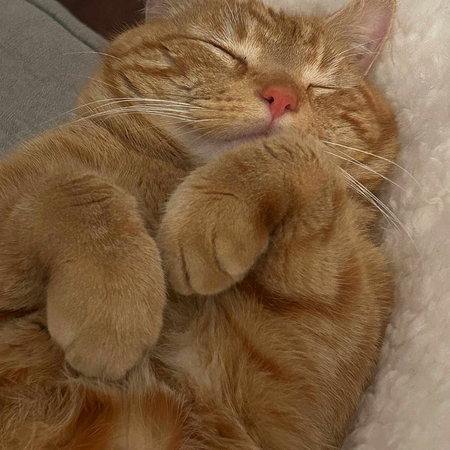 Garfield