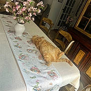 Garfield joined the competition — help win amazing prizes! cat, chair, cozy, daylight, decorative, dining_room, floral_pattern, flower_vase, flowers, furniture, home_decor, houseplant, indoor, orange_cat, pet, relaxed, sleeping_cat, table, tablecloth, wooden_furniture