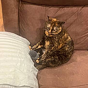 Sissy Princess Avery joined the competition — help win amazing prizes! cat, tortoiseshell_cat, couch, pillow, toy, indoor, pet, relaxed, feline, brown, striped_pillow, domestic_animal, fur, whiskers, seated, cozy, home, animal, resting, comfort