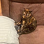 animal, brown, cat, comfort, couch, cozy, domestic_animal, feline, fur, home, indoor, pet, pillow, relaxed, resting, seated, striped_pillow, tortoiseshell_cat, toy, whiskers