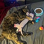 Sissy Princess Avery joined the competition — help win amazing prizes! cat, tortoiseshell, sleeping, toy, stuffed_animal, bed, blanket, cat_food, bowl, cat_toys, plastic_balls, indoor, pet, cozy, resting, fur, paw, cute, animal, soft_lighting