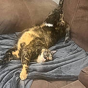 Sissy Princess Avery is registered to the contest to win money with this photo: animal, blanket, cat, comfort, couch, cozy, cute, feline, fireplace, fur, home, indoor, living_room, paw, pet, relaxed, resting, stretching, tabby, upside_down