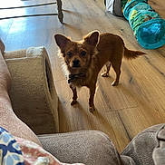 Buddy joined the competition — help win amazing prizes! alert, animal, brown_dog, cat_tunnel, cozy, curious, dog, dog_collar, domestic, flooring, furniture, home, indoor, living_room, natural_light, pet, pet_toys, small_dog, sofa, wooden_floor