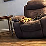 animal, brown_furniture, canine, comfort, cozy, dog, domestic_animal, floor, furniture, home_decor, indoor, living_room, peaceful, pet, pillow, recliner, relaxation, resting, side_table, wooden_floor