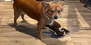 Mr. Buddy Avery is registered to the contest to win money with this photo: box, brown_dog, canine, curious, dog, domestic, ears, flooring, furniture, home, indoor, living_space, looking, pet, pet_accessory, plush_toy, standing, tail, toy, wooden_floor