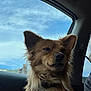 animal, brown_dog, calm, car_interior, clouds, collar, daytime, dog, domestic_animal, fluffy, fur, mammal, pet, portrait, relaxed, seat, side_view, sky, travel, window