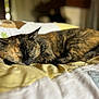 Nova a rejoint le concours — aidez-le/la à gagner de superbes lots ! cat, tortoiseshell, sleeping, bed, blanket, quilt, indoor, cozy, fur, pet, animal, resting, cute, sleep, closeup, soft, comfort, warm, domestic, relaxation